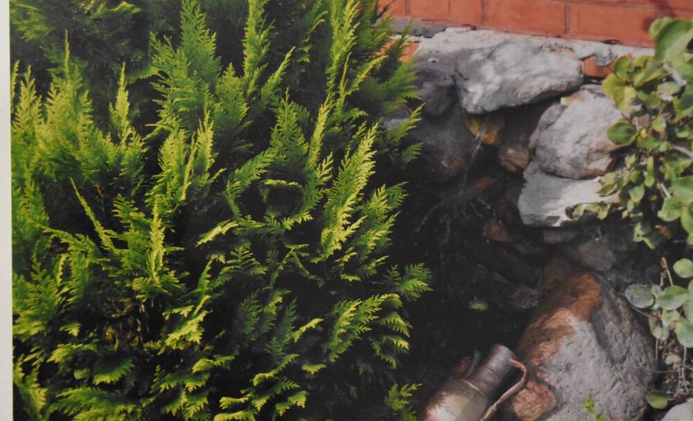 Фотография. Усадьба Ю. Н. Прохина. Водопад у стены дома
