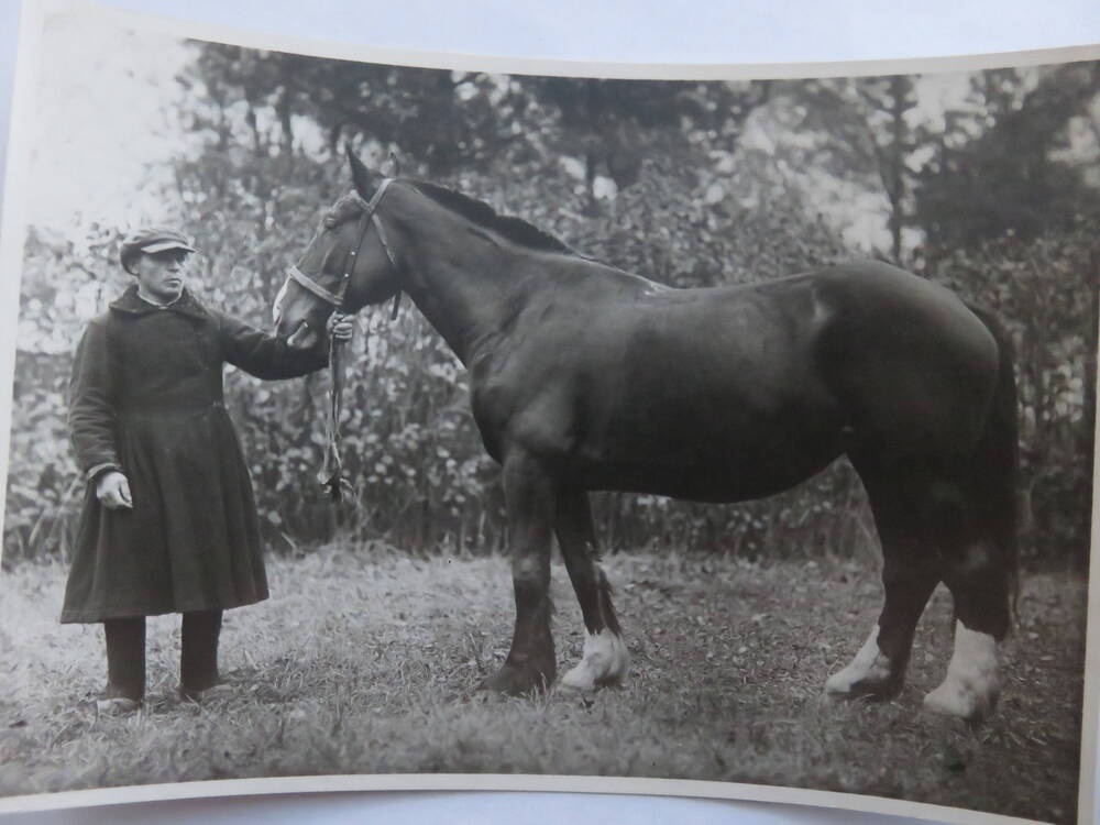 Фотография Трудовая деятельность Госконюшни