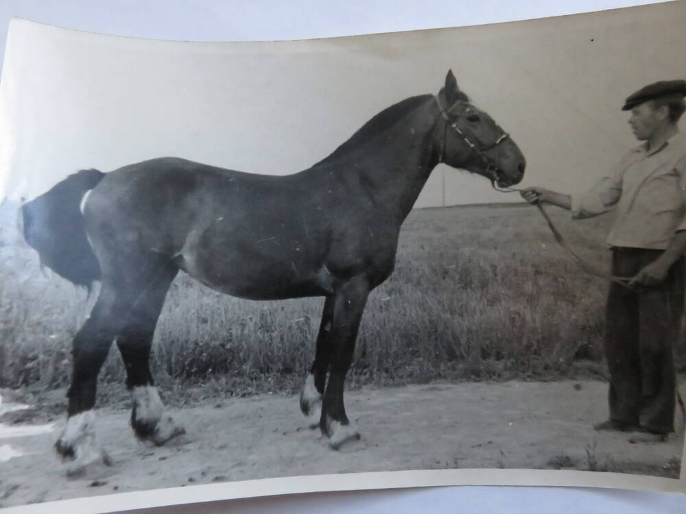 Фотография Трудовая деятельность Госконюшни