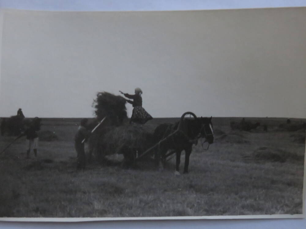 Фотография Трудовая деятельность Госконюшни