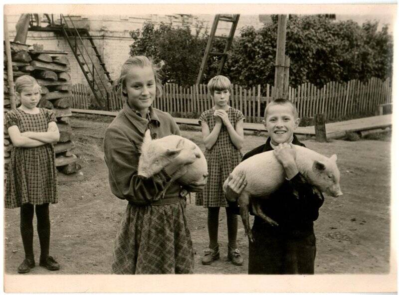 Фотография. Дети детского дома № 107 любуются своими питомцами - молодыми поросятами. Октябрь 1959