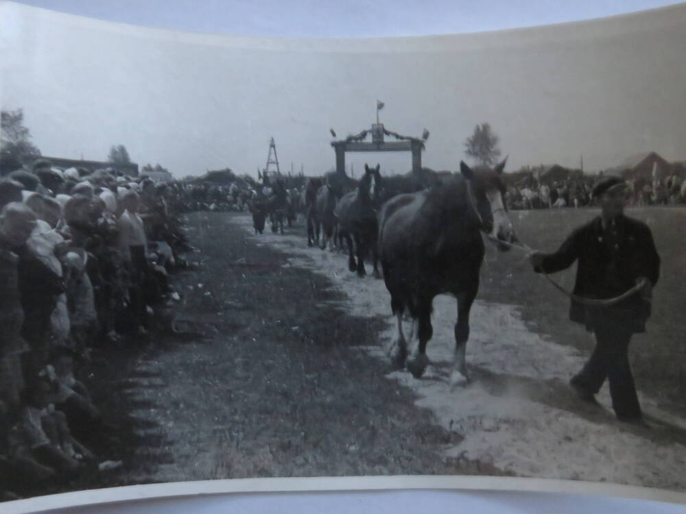 Фотография Трудовая деятельность Госконюшни