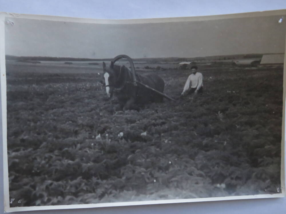 Фотография Трудовая деятельность Госконюшни