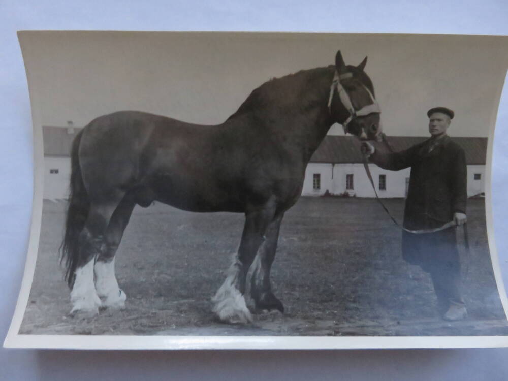 Фотография Трудовая деятельность Госконюшни