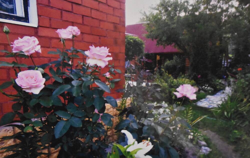 Фотография. Усадьба Ю. Н. Прохина. Различные виды  цветов на садовом участке. Цветет королева цветов.