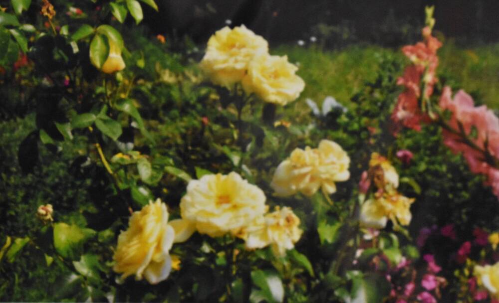 Фотография. Усадьба Ю. Н. Прохина. Различные виды  цветов на садовом участке. Благоухает роза