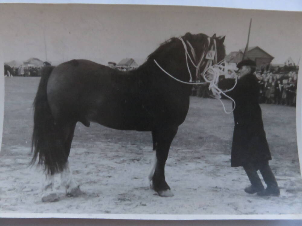 Фотография Выставка коневодства в Гавриловом Посаде