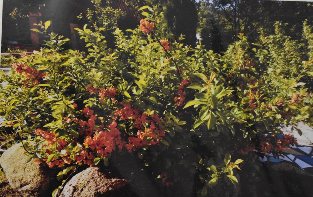 Фотография. Усадьба Ю. Н. Прохина. Различные виды  цветов на садовом участке. Царство цветов и красок.