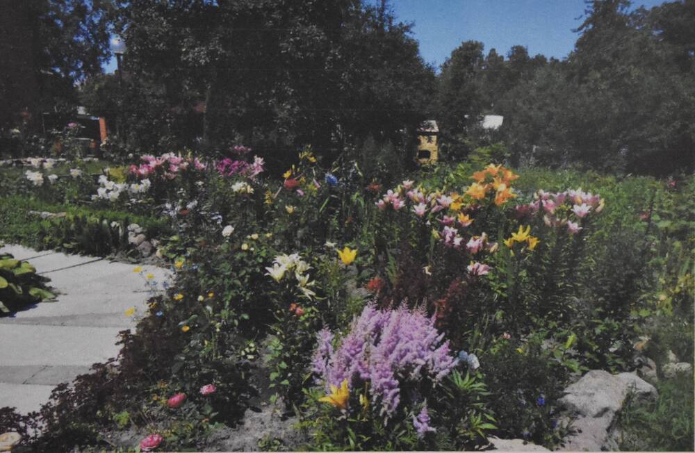 Фотография. Усадьба Ю. Н. Прохина. Различные виды  цветов на садовом участке.
