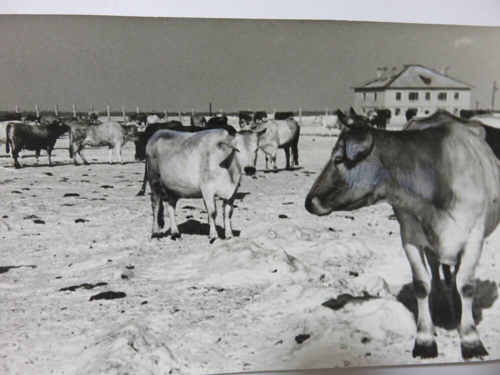 Фотография Трудовая деятельность Госконюшни