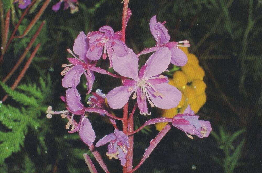 Открытка «Иван – чай», из комплекта открыток «Растения Севера», выпущенная к 5-ти летнему юбилею ФГБУ «Объединенная дирекция заповедников Таймыра». 