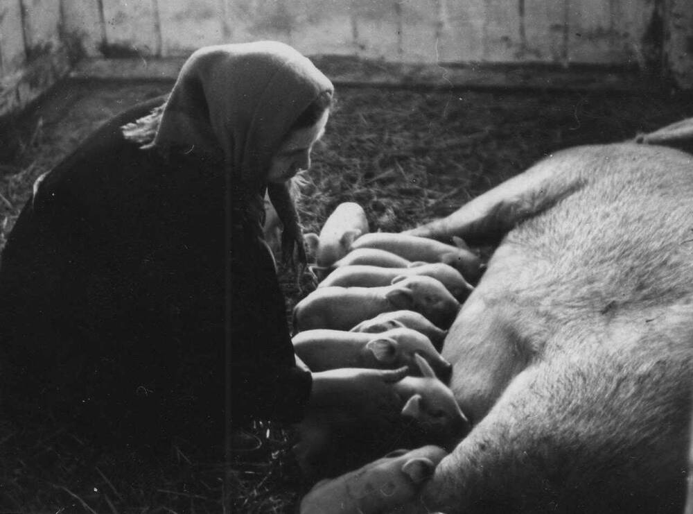 Фотопортрет: свинарка совхоза Верхне-Обский Катаева Александра Кузьмовна.