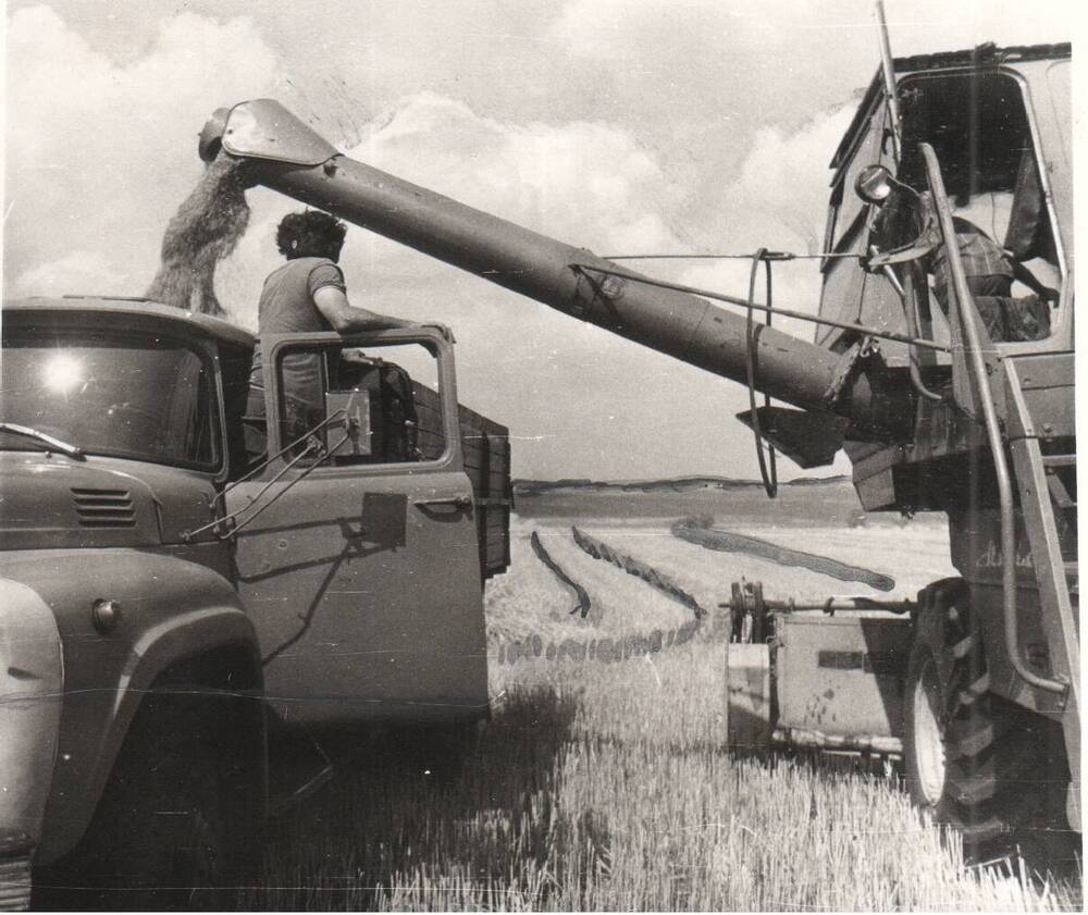 Фото. Жатва на полях колхоза Рассвет, 1978 г.