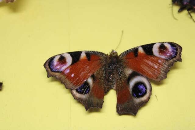 Бабочка из коллекции бабочек и насекомых  М. П. Лозенко
