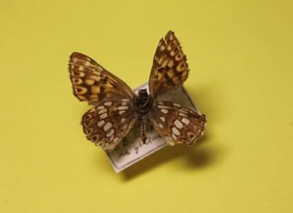 Бабочка из коллекции бабочек и насекомых  М. П. Лозенко
