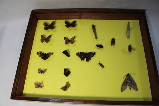 Из коллекции бабочек и насекомых  М. П. Лозенко