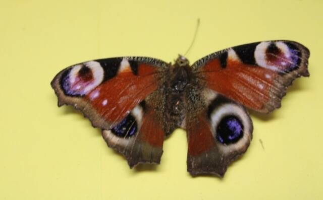 Бабочка из коллекции бабочек и насекомых М. П. Лозенко