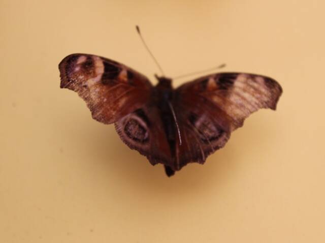 Бабочка из коллекции бабочек и насекомых М. П. Лозенко