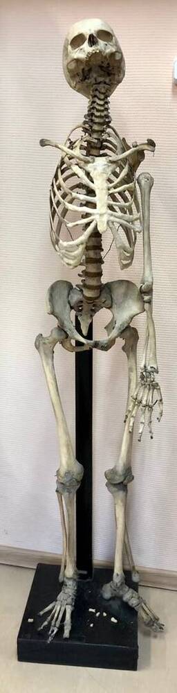 Кость. Скелет человека.