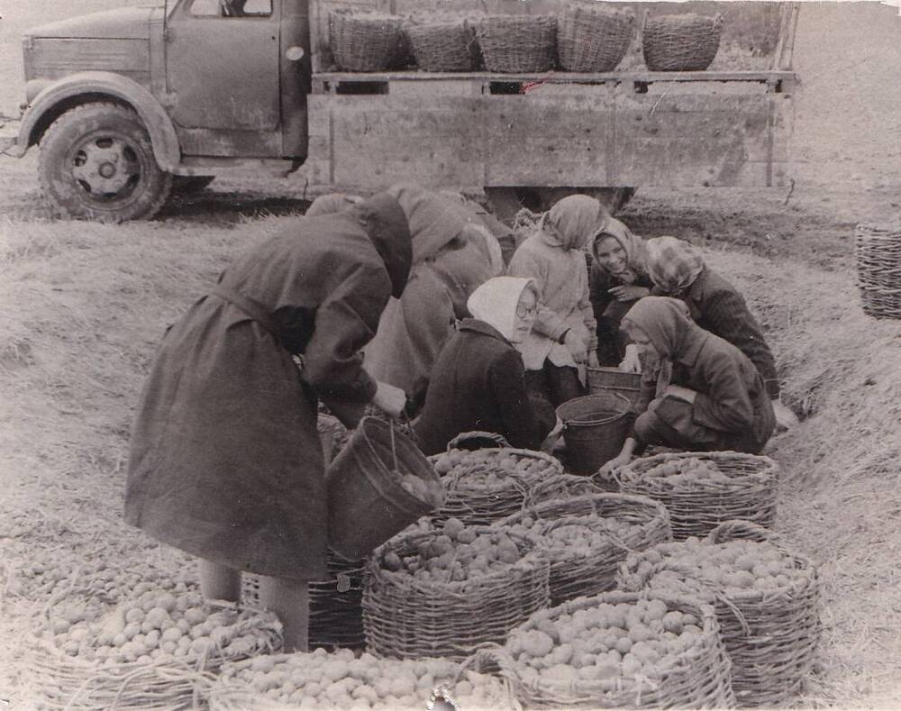 Фотография. Уборка картофеля учащимися Тынцовской школы. 70-е годы 20 века.