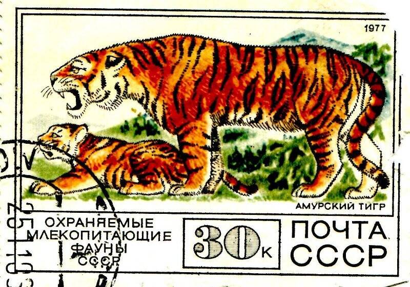 Марка почтовая. Амурский тигр. Охраняемые млекопитающие фауны СССР.