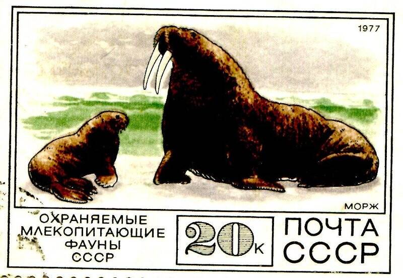 Марка почтовая. Морж. Охраняемые млекопитающие фауны СССР.