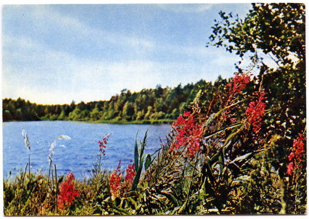 Карточка почтовая. Озеро Селигер. Второе Собенское озеро. Из коллекции открыток Цветаевой Валерии Ивановны.