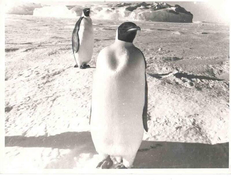 Фотография. Фото вид Императорские пингвины в дар музею от выпускника школы № 1 Никитина А.П.(инженер-конструктор). Антарктида 1966 г.