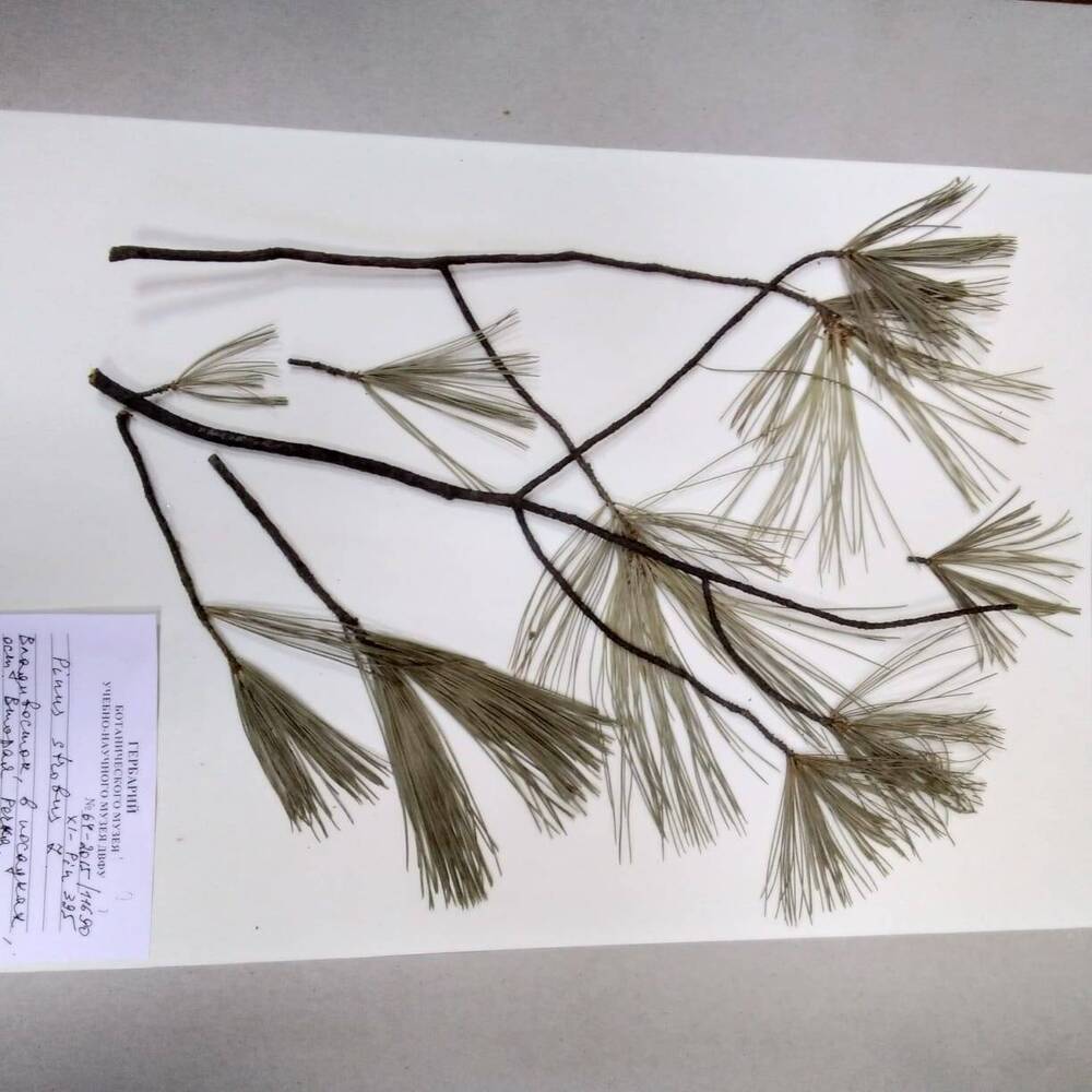 гербарий Сосна веймутова (Pinus strobus)