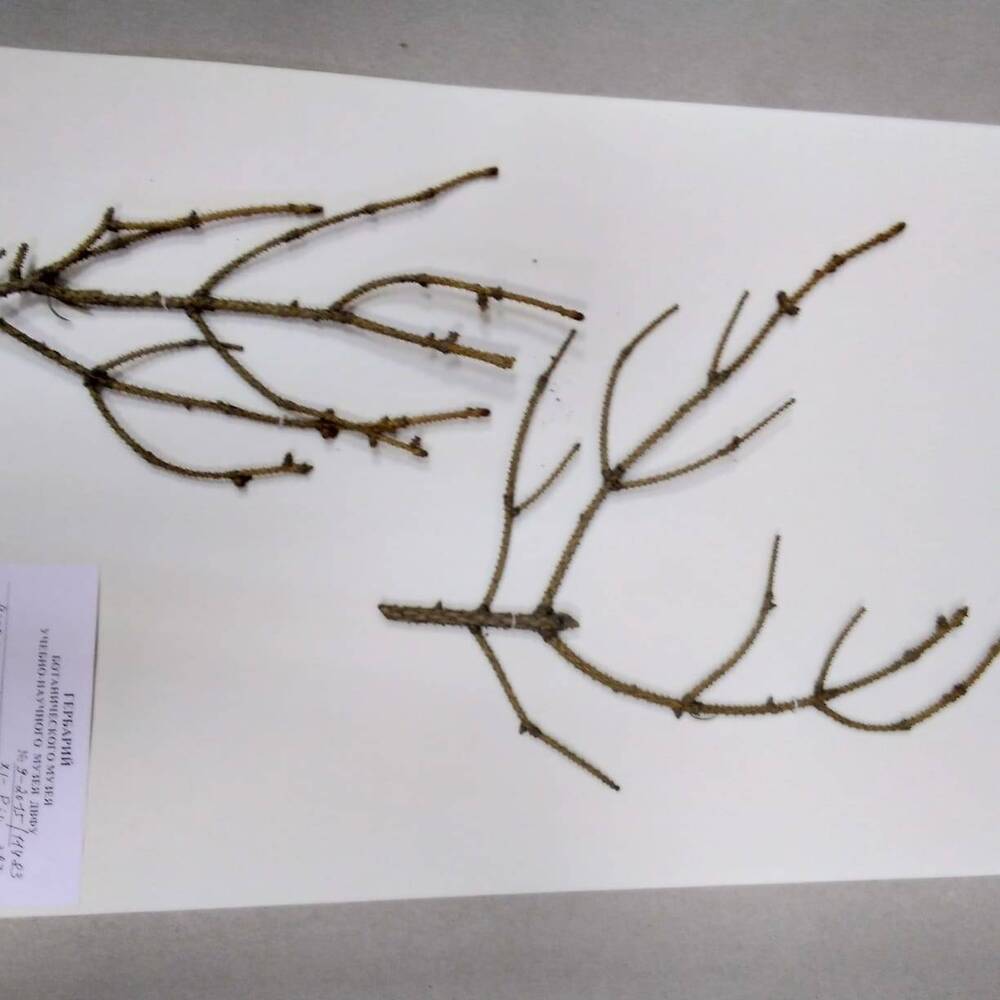 гербарий Ель аянская (Picea ajanensis)