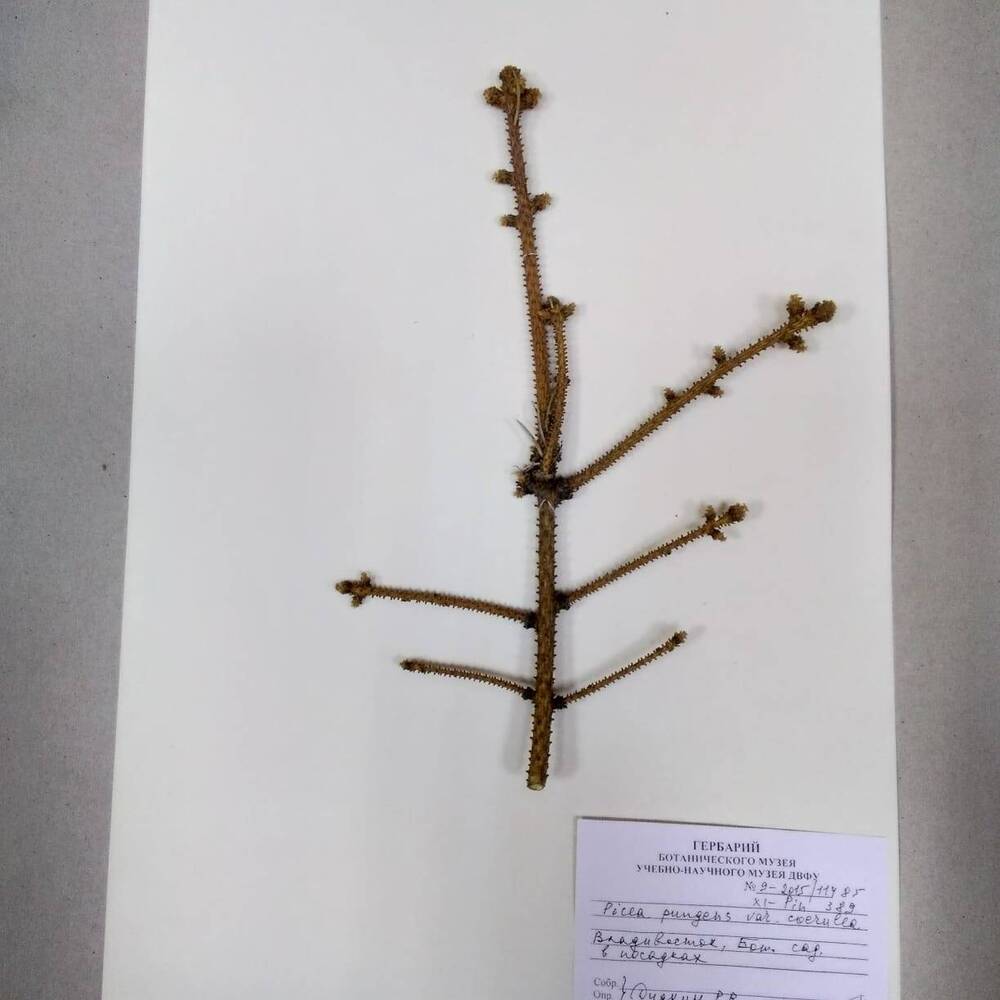 гербарий Ель колючая (Picea pungens var.coerulea)