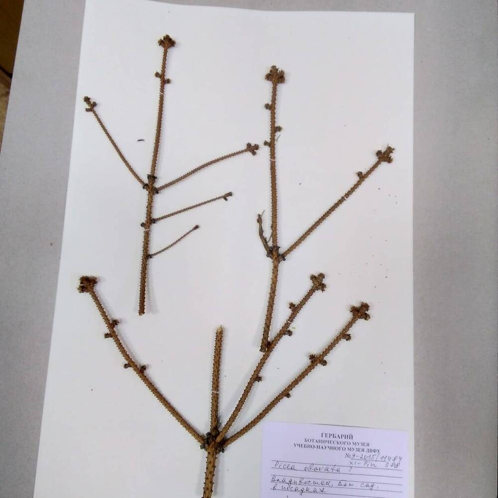 гербарий Ель сибирская (Picea obovata)