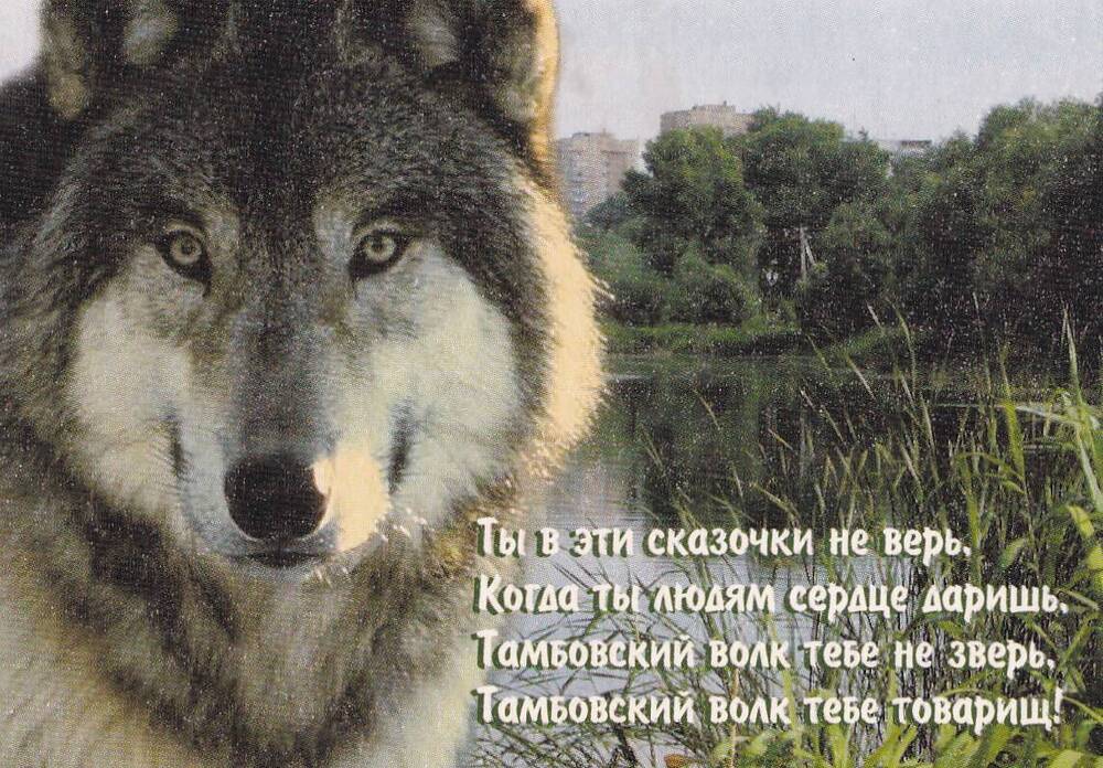 Календарь карманный. На лицевой стороне изображение волка, на обороте герб Тамбовской губернии и надпись: «2002. Администрация Тамбовской области»