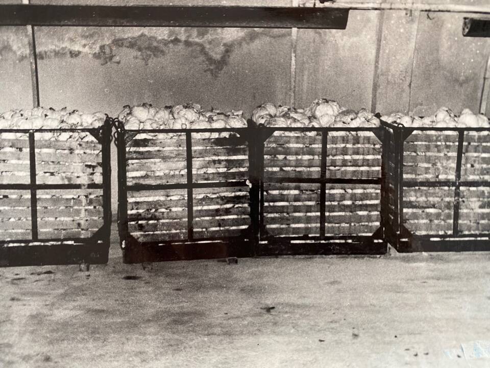 Фото чёрно-белое из альбома Механизация трудоёмких процессов в ОРСе в 1974 году. Контейнерное хранение капусты %.