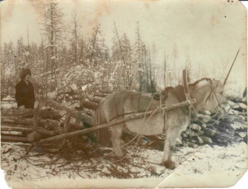 Фотография. Слепцов Дмитрий Васильевич на трелевке стройлеса, заготовленного заключенными Янлага.