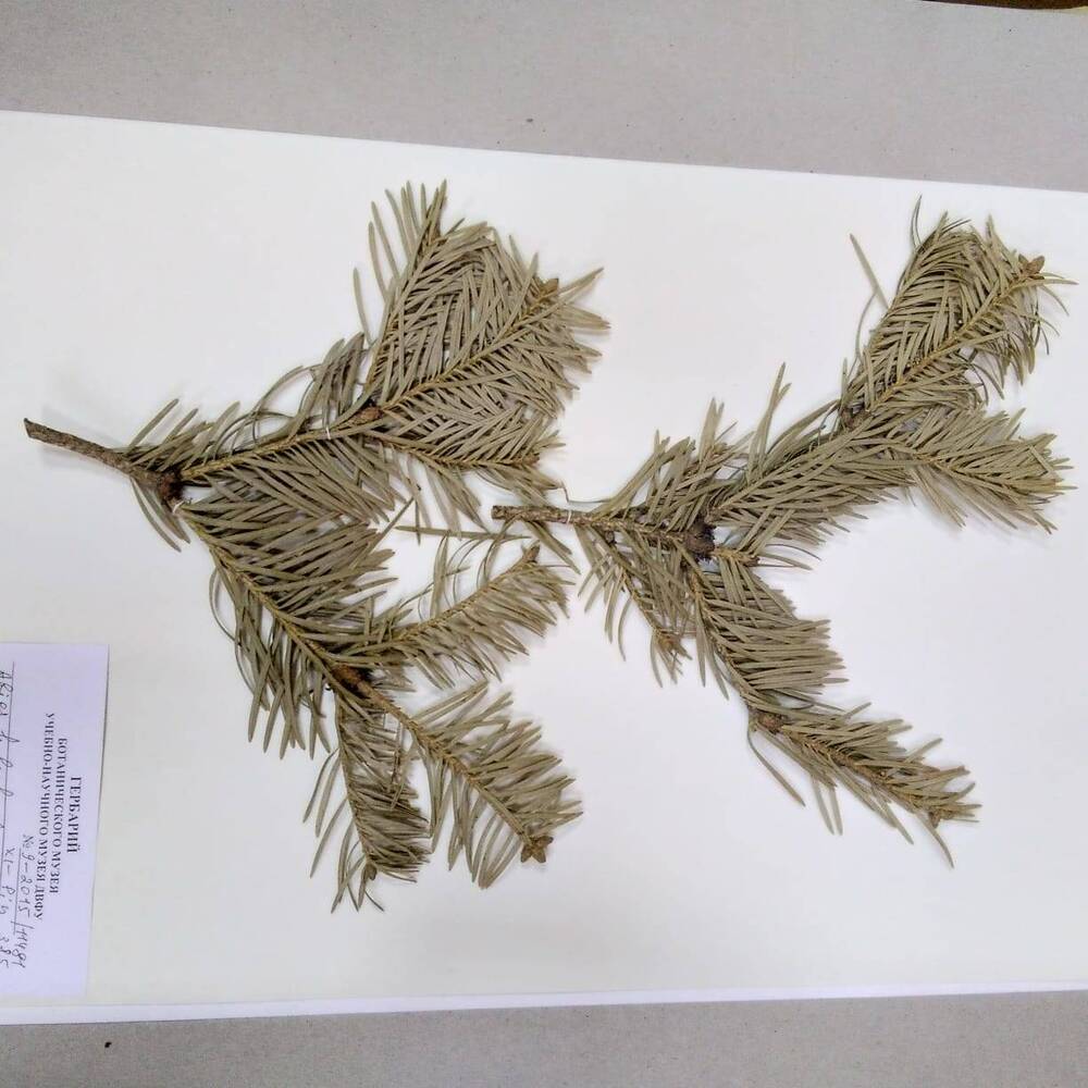 гербарий Пихта цельнолистная (Abies holophylla)