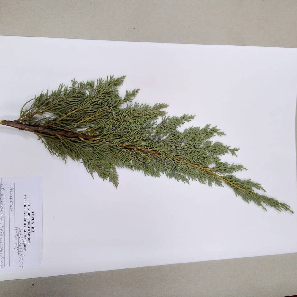 гербарий Можжевельник (Juniperus)