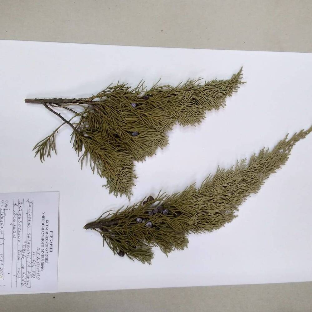 гербарий Можжевельник Саржента (Juniperus sargentii)