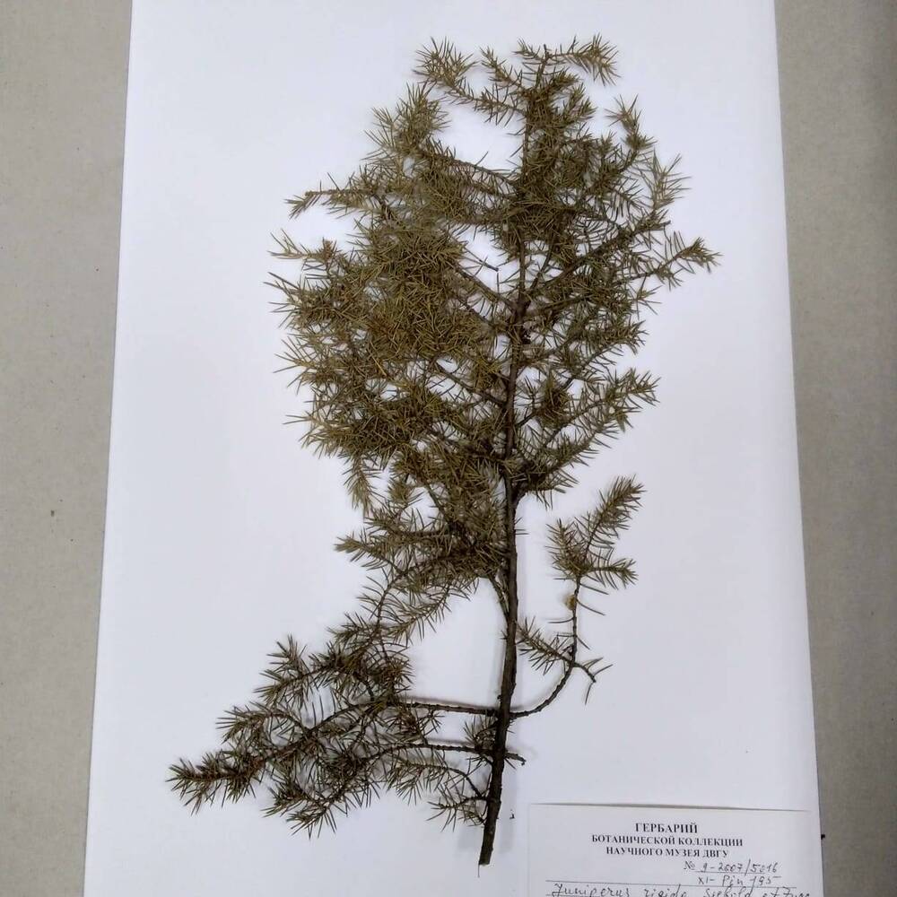 гербарий Можжевельник твёрдый (Juniperus rigida)
