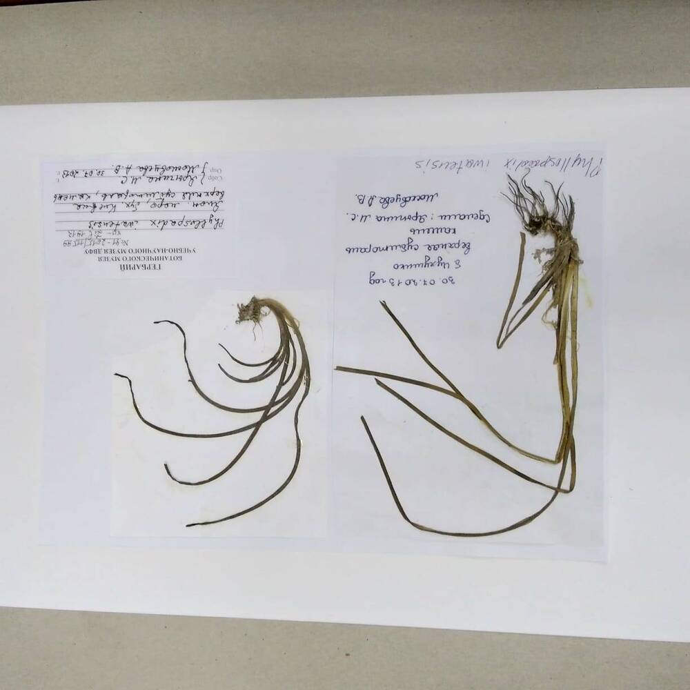 гербарий Филлоспадикс иватинский (Phyllospadix iwatensis)