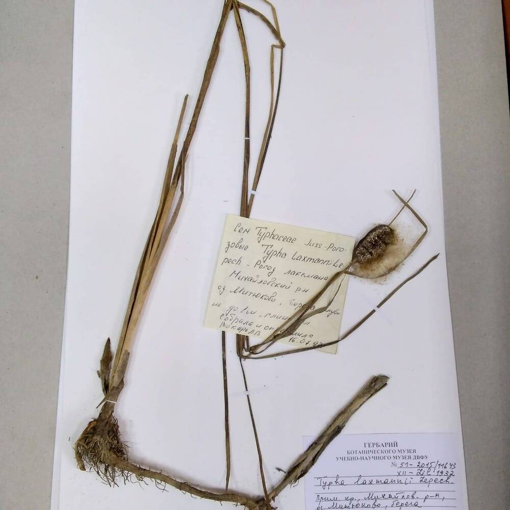 гербарий Рогоз Лаксмана (Typha laxmanii)