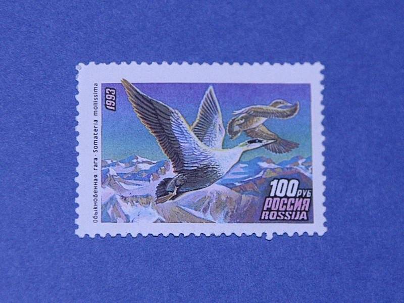 Марка почтовая с изображением птицы гаги обыкновенной. Вып 1993 г. Номинал 100 рублей.