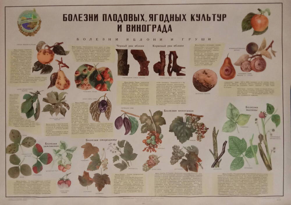 Плакат
«Болезни плодовых, ягодных культур и винограда»