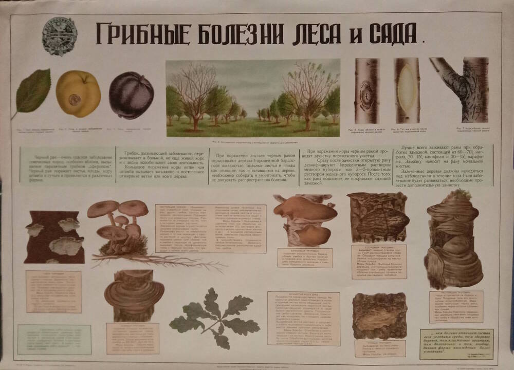 Плакат
«Грибные болезни леса и сада»