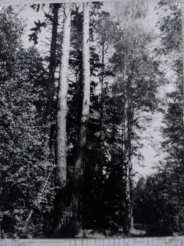 Изобразительный фотоматериал «Чащоба Челнинского леса»