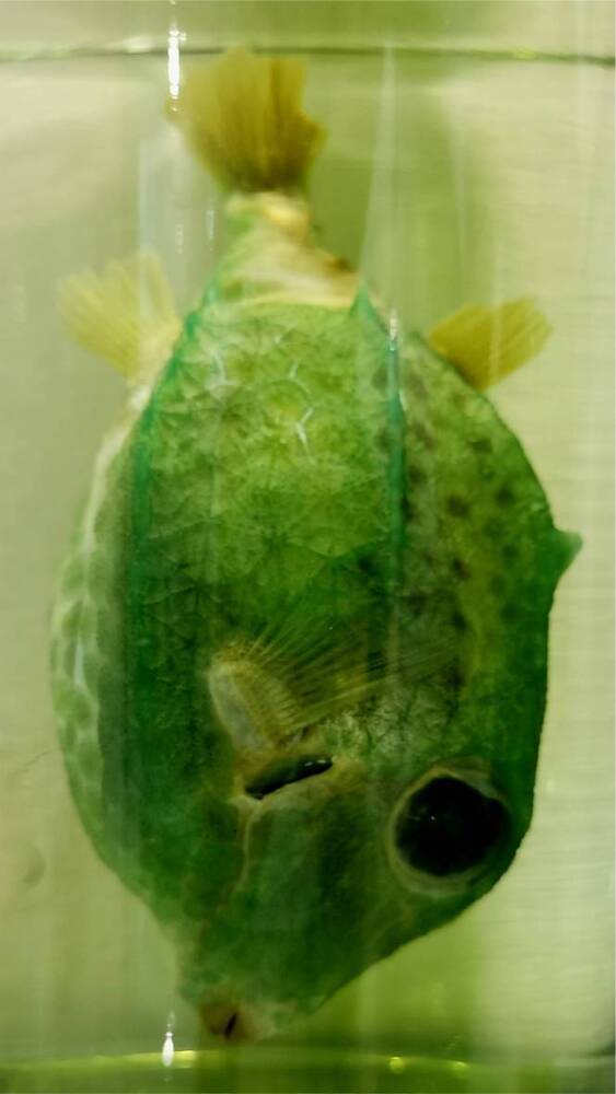 Рыба (Kentrocapros aculeatus)