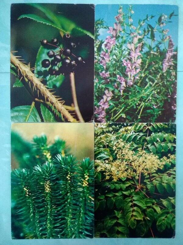 Набор открыток «Растения» в конверте. г. Москва: изд. «Планета», 1984 г.