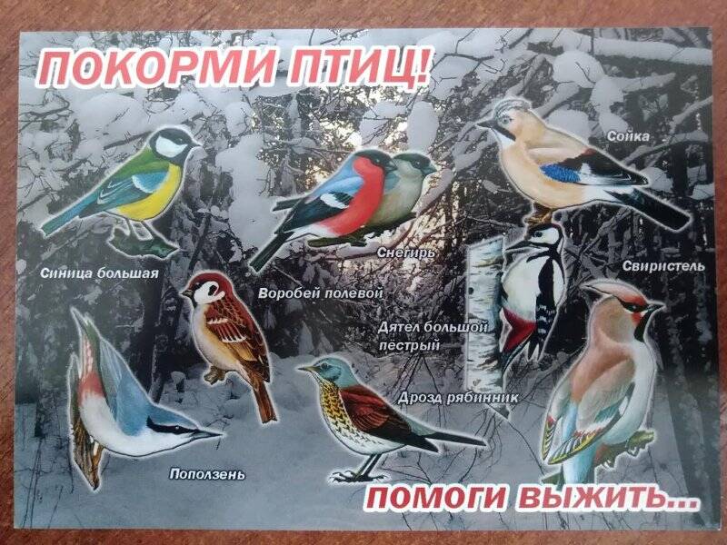 Календарь. Календарь «Покорми птиц!» в конверте. - г. Елабуга