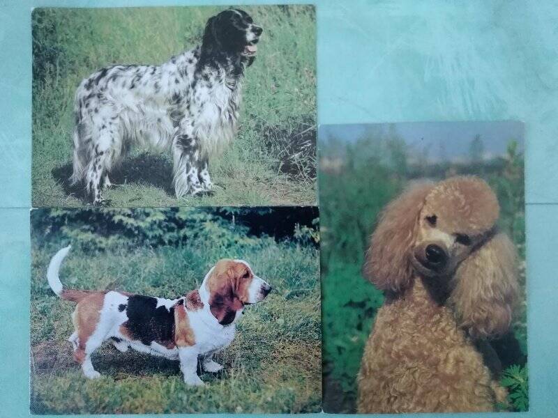 Набор открыток в конверте «Породы собак» - г. Москва, изд. «Планета», 1989 г.