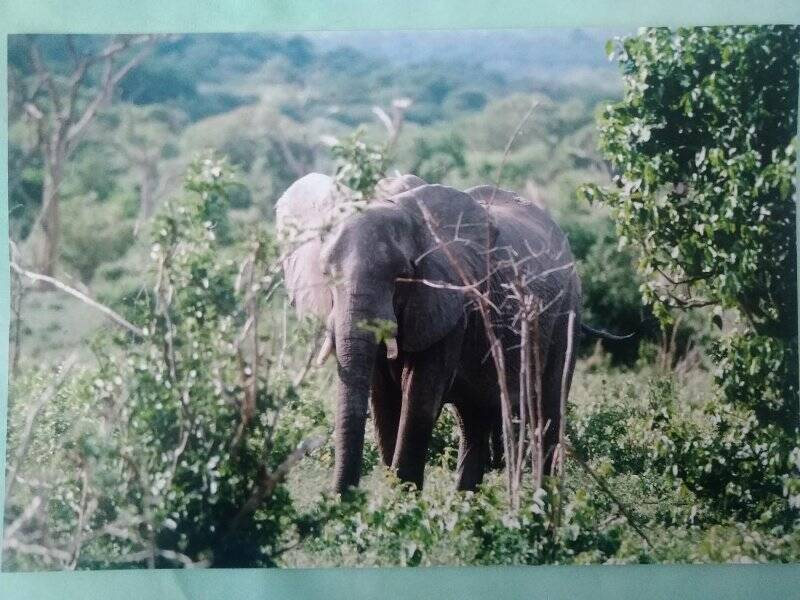 Изобразительный фотоматериал «Лесные слоны»